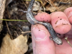 Plethodon electromorphus