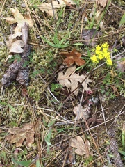 Lomatium hallii
