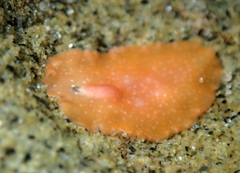 Eurylepta aurantiaca