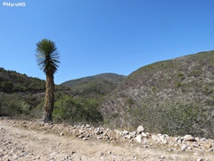 Yucca potosina