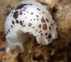 Dendrodoris nigromaculata