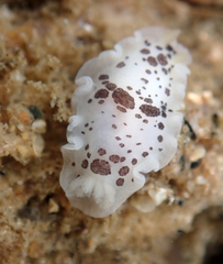 Dendrodoris nigromaculata