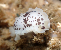 Dendrodoris nigromaculata