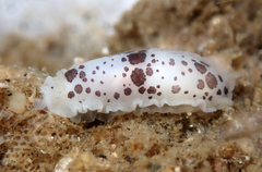 Dendrodoris nigromaculata
