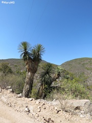 Yucca potosina