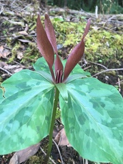 Trillium kurabayashii