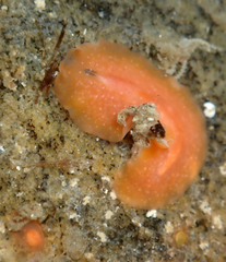Eurylepta aurantiaca