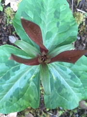 Trillium kurabayashii