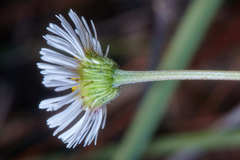 Erigeron longipes