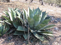 Agave salmiana crassispina