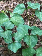 Trillium kurabayashii