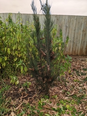 Allocasuarina duncanii
