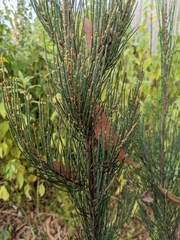 Allocasuarina duncanii