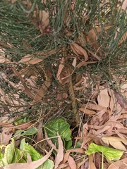 Allocasuarina duncanii