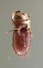 Alaudes setigera