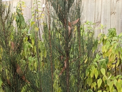 Allocasuarina duncanii
