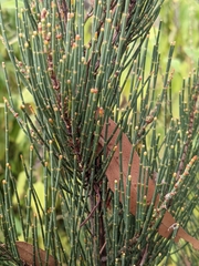 Allocasuarina duncanii