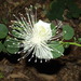 Capparaceae - Photo (c) Bill & Mark Bell,  זכויות יוצרים חלקיות (CC BY-NC-SA)