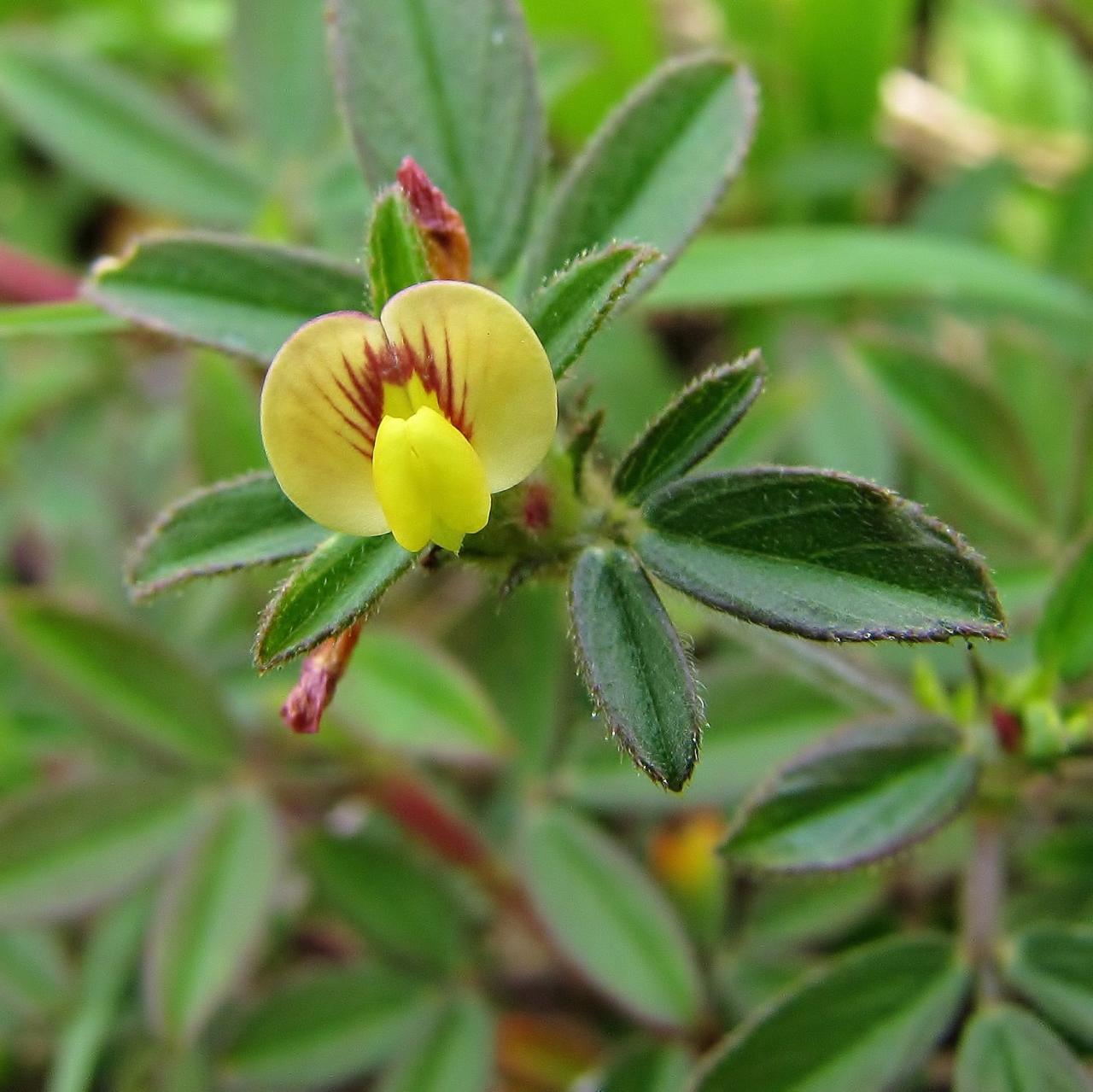 Stylosanthes scabra