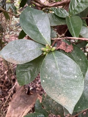 Daphnopsis philippiana