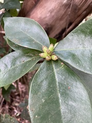 Daphnopsis philippiana