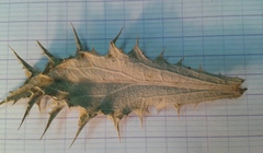 Chamaeleon macrophyllus image