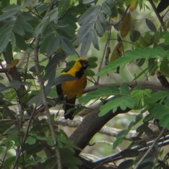Icterus gularis