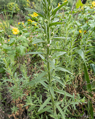 Sairocarpus multiflorus