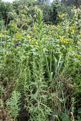 Sairocarpus multiflorus