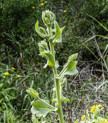 Acourtia microcephala