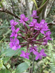 Epidendrum ackermanii