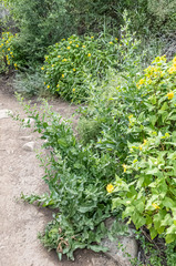 Acourtia microcephala