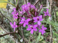 Epidendrum ackermanii