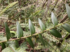 Epidendrum ackermanii