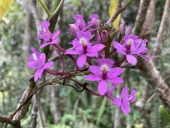Epidendrum ackermanii