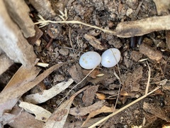 Christinus marmoratus
