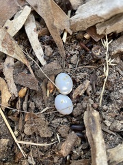 Christinus marmoratus