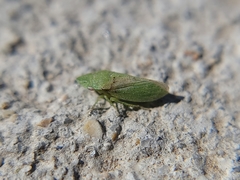 Xerophloea peltata
