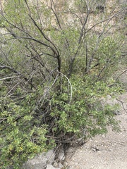Fraxinus greggii