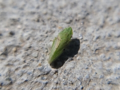 Xerophloea peltata