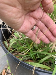 Setaria scheelei