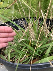 Setaria scheelei