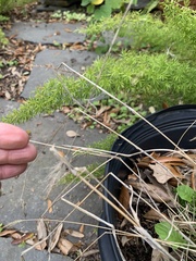Setaria scheelei