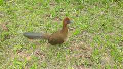 Ortalis erythroptera