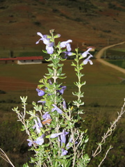 Salvia styphelus