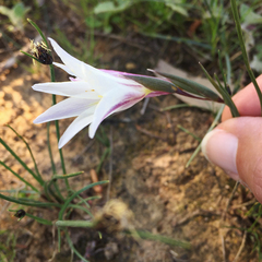 Gladiolus trichonemifolius