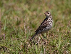 Anthus furcatus