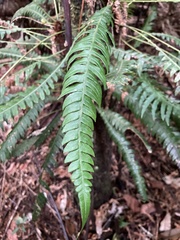Blechnum fragile