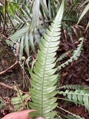 Blechnum fragile