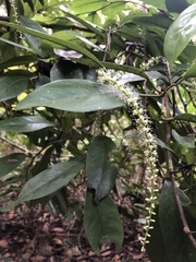 Coccoloba pyrifolia